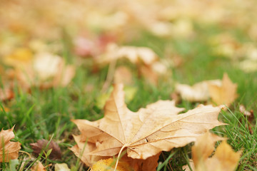 Naklejka na ściany i meble autumn maple leaves on the ground in grass