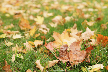 autumn maple leaves on the ground in grass