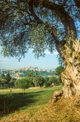 Alter Olivenbaum in Cagnes-sur-Mer © cmfotoworks