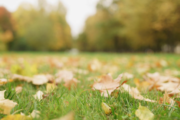 autumn maple leaves on the ground in grass