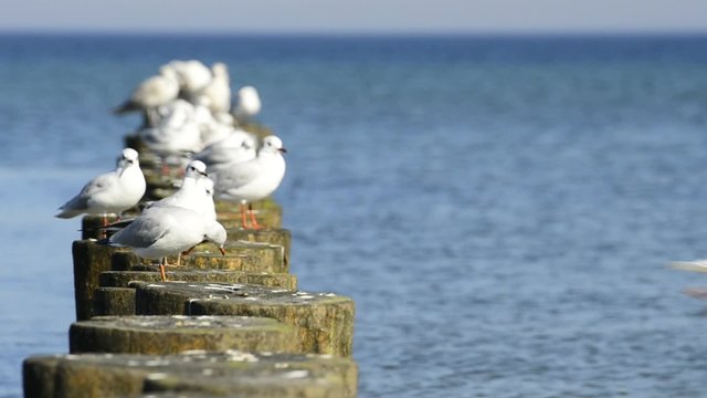 Lachm&ouml;wen auf Buhnen in der Ostsee