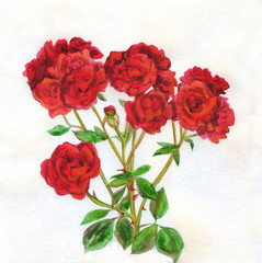 Flowers red roses bouquet. Watercolor painting