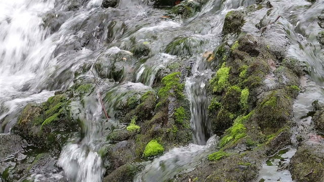 Jet forest stream, the stones and moss.