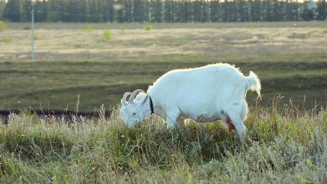 Goat Eating Grass in the Meadow