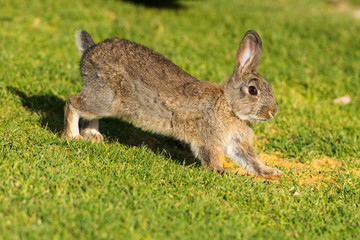 Young puppy Jack rabbit hare wild bunny © Andrea Izzotti
