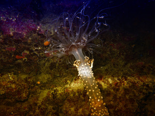 Detail of actinia, sea anemone in mediterranean sea