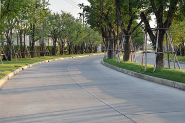 road among the fresh green of spring foliage