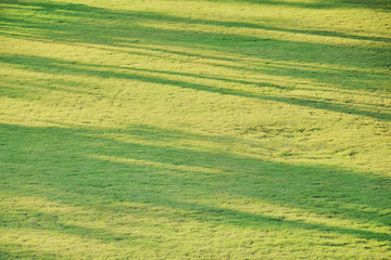 Obraz premium abstract background of tree shadow on grass field