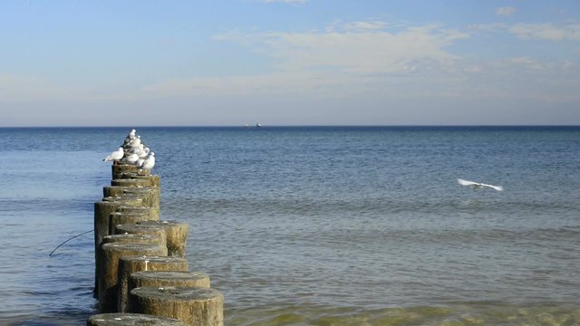 Lachm&ouml;wen auf Buhnen in der Ostsee