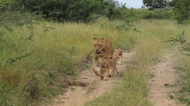 A lioness is walking with her cubs along a dirt road in the African bush