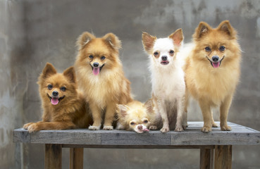 dog family,there are three brown Pomeranian dogs ,mother sister brother.Two friends Chihuahua.