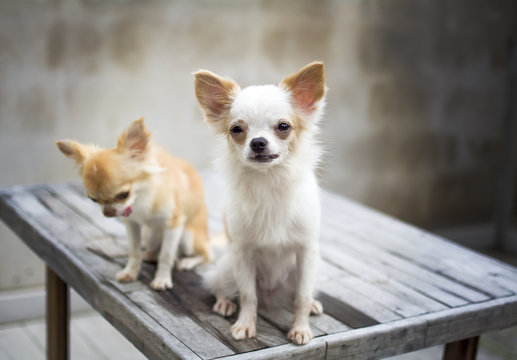 white Chihuahua dog stay with her friend