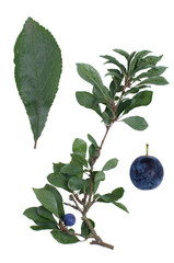 Prunus spinosa