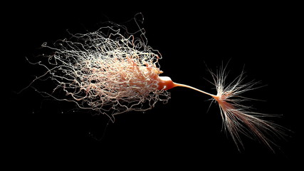 Extremely detailed Model of a Mammalian Neuron