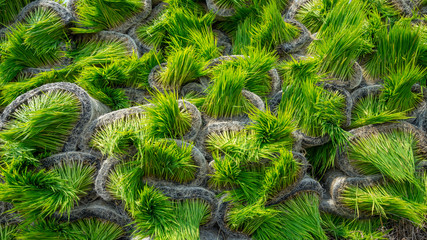 Obraz premium Paddy tillers ready for planting in Sungai Besar, Malaysia.