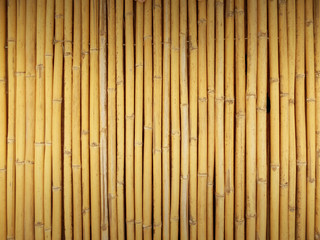 Yellow Bamboo Wall 