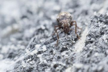 Insect biodiversity in the world.