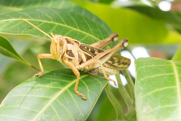 Close up  grasshopper on green leaf