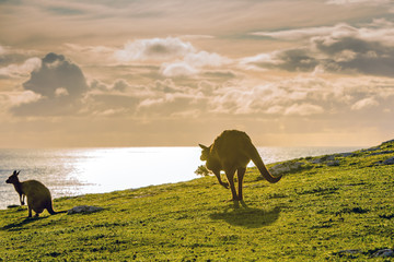 Kangaroos silhouette at sunset