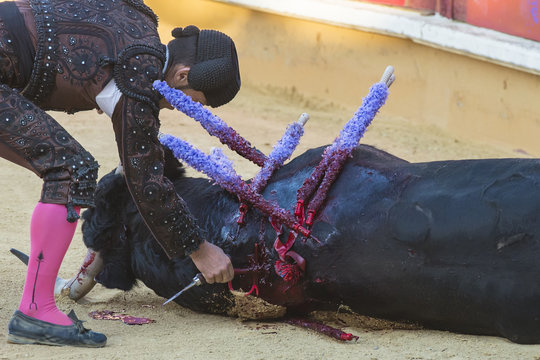 El arte del toreo y la polémica del maltrato animal de los toros en la corrida