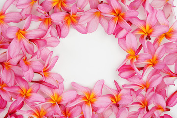 Pink Plumeria flower frame