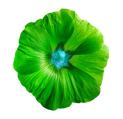 Flower Lavatera, white isolated background with clipping path.  Closeup with no shadows. Nature. Green, cyan, aquamarine.