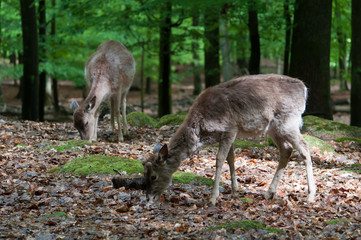 two deer in the green forest