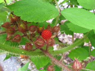 Japanische Weinbeere