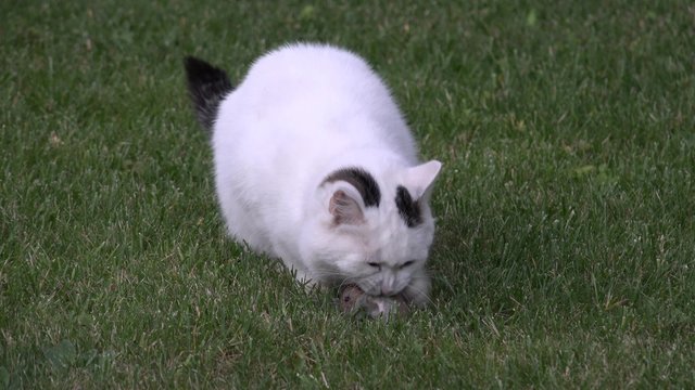 White spotty cat play eat his victim mouse on meadow grass. Static shot. 4K
