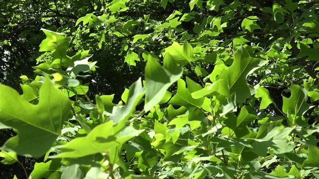 Tulip tree branches with leaves move in wind in summer. Static shot. 4K
