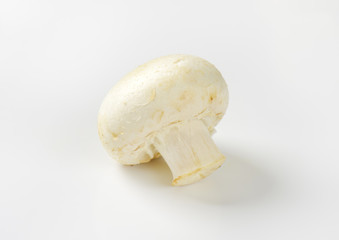 White button mushroom