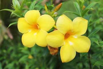 Yellow flowers bells