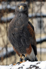 Predator in winter landscape