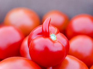 The Tomato with Antenna