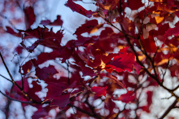 Red colors of autumn
