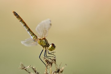 Sympetrum depressiusculum, femmina