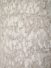 Lichens on tree bark