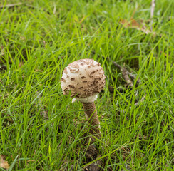 Common Shaggy Parasol Mushroom / Lepiota procera also known as Common Shaggy Parasol mushroom