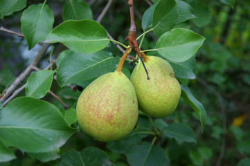 Ripe pears on tree