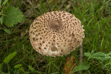 Parasol Mushroom - Lepiota procera / Close up view of  the fungus known as Common Shaggy Parasol mushroom