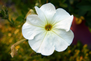 White flower