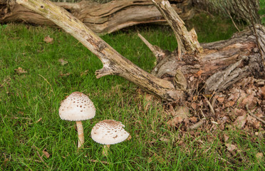 Parasol Mushroom / Two Parasol mushrooms in the grass next to some old decaying tree branches