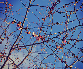 Sakura cherry tree flowers begin to blossom against blue sky