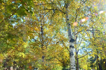 Fall Trees under Sun