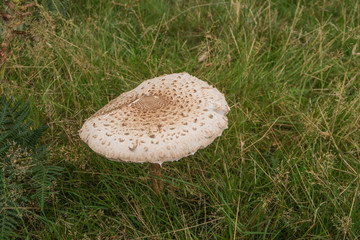 Large flat parasol  mushroom / Large flat parasol  mushroom also known as Lepiota procera