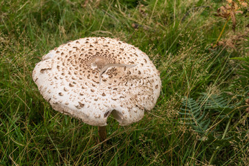 Common Shaggy Parasol / Close up view of  the fungus known as Common Shaggy Parasol mushroom