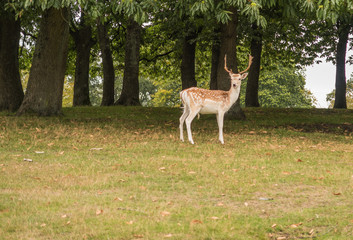 Fallow deer showing its antlers / Fallow deer showing its antlers