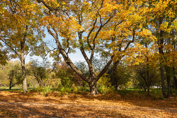 Autumn forest landscape with old trees and a footpath