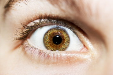 insightful look brown eye