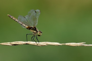 Sympetrum depressiusculum, femmina